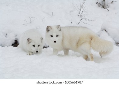 Arctic Fox Pair (Alopex Lagopus) At Den