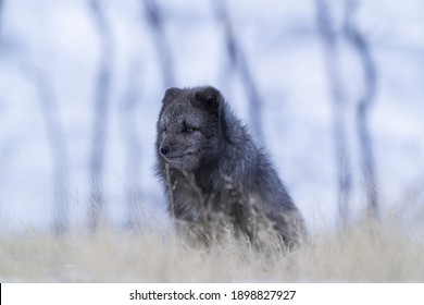 Arctic fox posing in grass