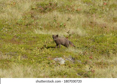 Arctic Fox Pups Playing In Grass