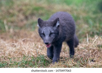 Arctic Fox Pups,Vulpes Lagopus, Portrait Close Up With Grass Background During A Sunny Summers Day.