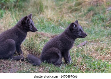 Arctic Fox Pups,Vulpes Lagopus, Portrait Close Up With Grass Background During A Sunny Summers Day.