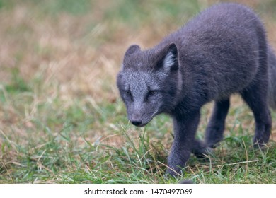 Arctic Fox Pups,Vulpes Lagopus, Portrait Close Up With Grass Background During A Sunny Summers Day.