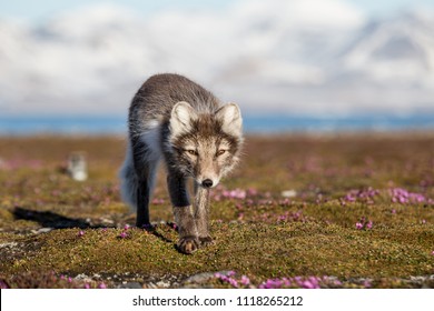 Arctic Fox In The Rays Of Summer Sun