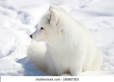 arctic fox resting