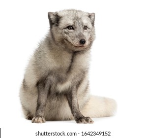 Arctic Fox Sitting, Looking Away, Vulpes Lagopus, Isolated On White