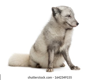 Arctic Fox Sitting, Looking Away, Vulpes Lagopus, Isolated On White