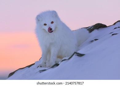 Arctic fox sitting on a rock. Arctic fox in the winter landscape of Svalbard. Wild animal in winter. Svalbard Norway.