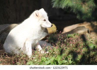 arctic fox sitting in a patch of purple flowers with open eyes in profile