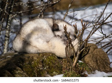 Arctic Fox Sleeping Curled Up