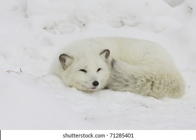 Arctic Fox Sleeping In Deep Snow