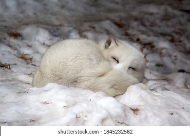 Arctic Fox Sleeping On Snow