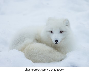 Arctic Fox Sleeping In Snow 