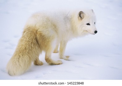 Renard Blanc Images Stock Photos Vectors Shutterstock Renard Blanc Images Stock Photos Vectors Shutterstock
