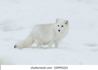 Arctic Fox In Snow