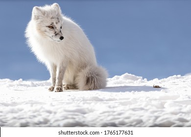 Arctic Fox In Snow, Svalbard, Norway