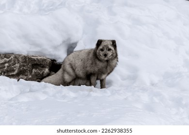 Un zorro ártico en la nieve del desierto de Ontario, Canadá en un día frío en invierno.