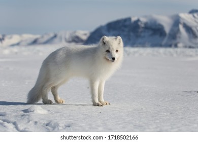 Arctic fox in southern Spitsbergen - Powered by Shutterstock