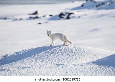 Arctic fox, Spitsbergen