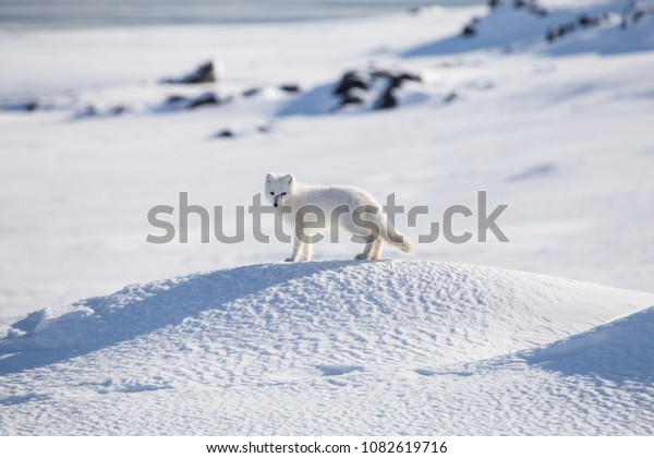 スピツベルゲン 北極狐 の写真素材 今すぐ編集
