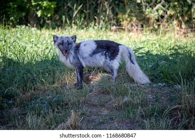 Arctic fox in spring.