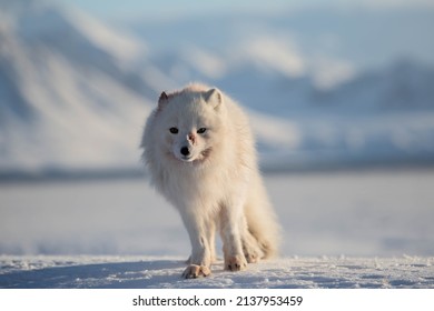 Arctic Fox Spring Sun Stock Photo 2137953459 | Shutterstock