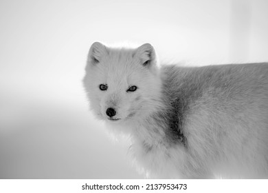 Arctic Fox Spring Sun Stock Photo 2137953473 | Shutterstock