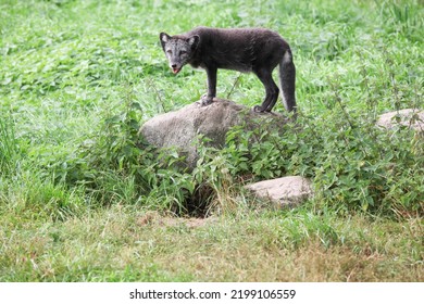 Arctic Fox In The Summer 