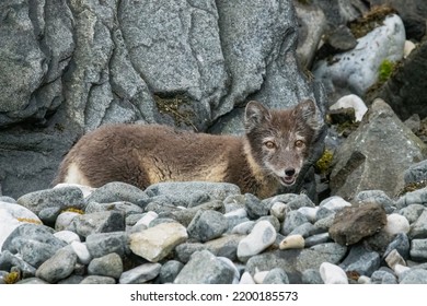 2,488 Arctic Fox In Summer Images, Stock Photos & Vectors | Shutterstock