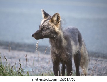 Arctic Fox (summer Coloring)