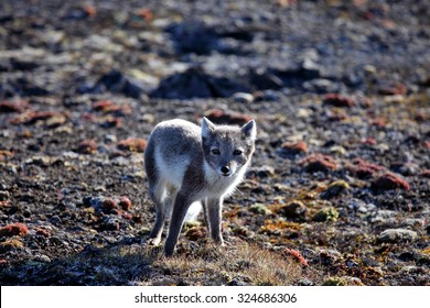 Arctic Fox In Summer Season