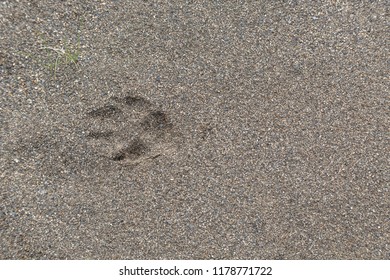 A Arctic Fox Track In A Rivers Gravel Bar In The Arctic National Wildlife Refuge, Alaska.