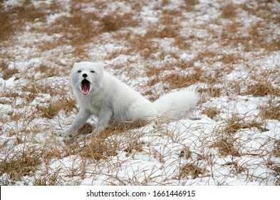 Arctic Fox In The Tundra Near Sabetta