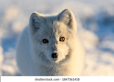 Vulpes Lagopus Images Stock Photos Vectors Shutterstock