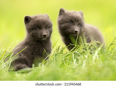 Arctic Fox Vulpes Lagopus Cubs, Iceland.