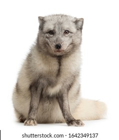 Arctic Fox, Vulpes Lagopus, Isolated On White