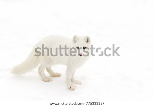 Arctic fox\
Vulpes lagopus isolated on white background standing in the snow in\
winter looking at the camera in\
Canada