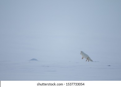 Arctic Fox, Vulpes Lagopus, Jumping On The Snow.