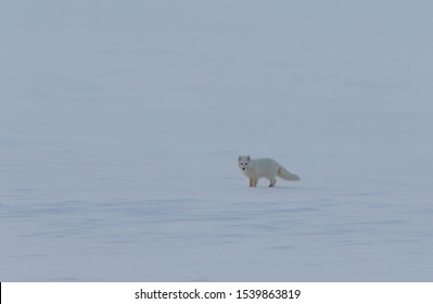 Arctic Fox, Vulpes Lagopus, Jumping On The Snow.