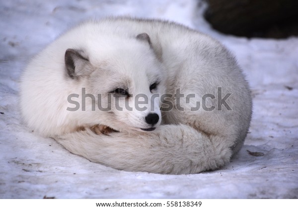 白狐 白狐 白狐 雪狐とも呼ばれる北極のキツネは 北半球の北極地方原産で 北極ツンドラ生物群系全域でよく見られる小さなキツネである の写真素材 今すぐ編集