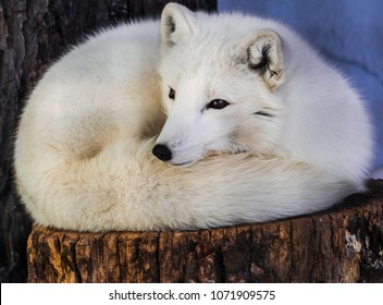 Arctic fox (Vulpes lagopus) resting and looking to the left, with winter fur