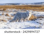 Arctic fox (Vulpes Lagopus) in wilde tundra. Arctic fox on the beach.