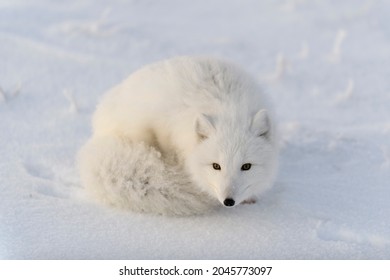 Arctic Fox Vulpes Lagopus Wilde Tundra Stock Photo (Edit Now) 2045773097