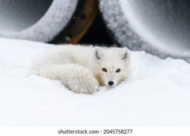 Arctic Fox (Vulpes Lagopus)in Wilde Tundra With Industrial Background.