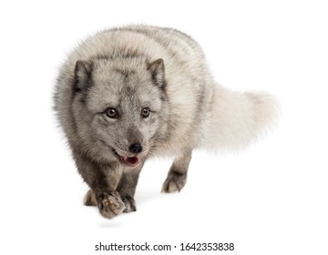 Arctic Fox Walking, Prwoling, Vulpes Lagopus, Isolated On White