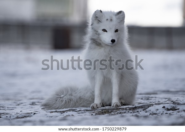 Arctic Fox Stock Photo Edit Now