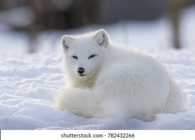 Arctic Fox In Winter