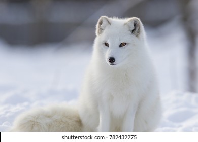 Arctic Fox In Winter