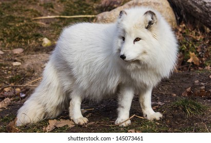 Arctic Fox In Winter Coat