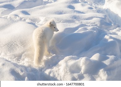 Arctic Fox In Winter Pelage, In The Snow