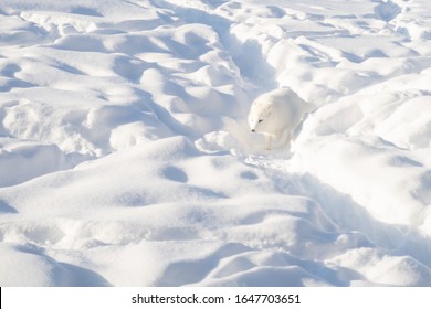 Arctic Fox In Winter Pelage Walking In The Snow